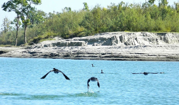 dibru-saikhowa-national-park3